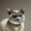 View the image: OLYMPUS DIGITAL CAMERA