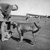 View the image: Boy_Dog_Wynum_1960s