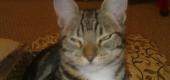View the Album: trollcats
 21 images