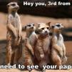 View the image: racial_profiling_trollcat