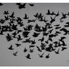 View the image: Olympus OM-D E-M1 MkII MILC