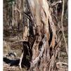 View the image: Lerderderg Gorge SP 23 May 2012